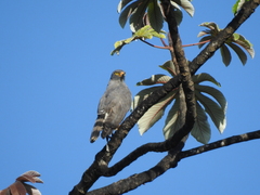 Rupornis magnirostris