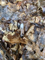 Monotropa uniflora