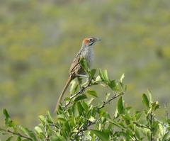 Sphenoeacus afer afer