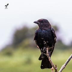 Dicrurus macrocercus