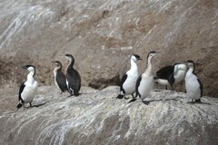 Phalacrocorax fuscescens