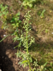 Chenopodiastrum hybridum