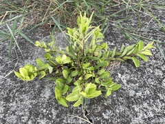 Alysicarpus ovalifolius