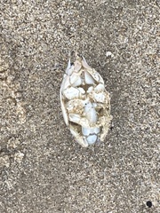 Emerita analoga