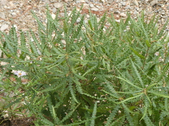 Comptonia peregrina