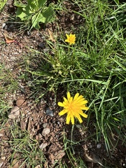 Scorzoneroides autumnalis