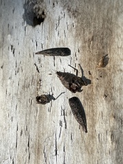 Chrysochroinae