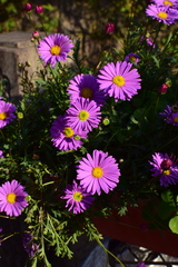 Brachyscome iberidifolia