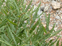 Comptonia peregrina