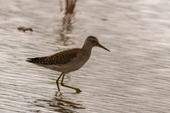 Tringa glareola