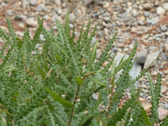 Comptonia peregrina