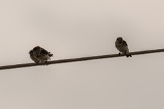 Petrochelidon fluvicola