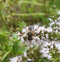 Eristalis