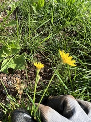 Scorzoneroides autumnalis