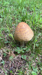 Amanita rubescens