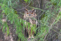 Bubo bengalensis