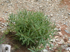 Comptonia peregrina
