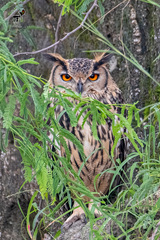 Bubo bengalensis
