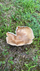 Amanita rubescens