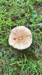 Amanita rubescens