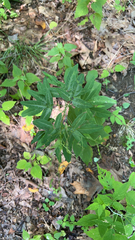 Desmodium paniculatum