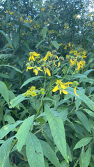 Verbesina alternifolia