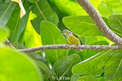 Anthreptes malacensis
