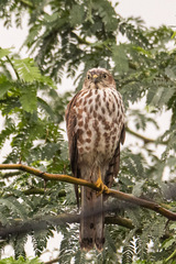 Accipiter badius