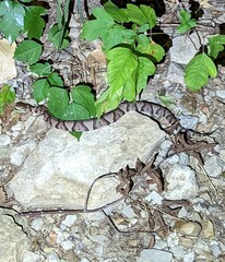 Agkistrodon laticinctus