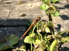 Sympetrum vulgatum