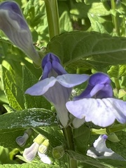 Scutellaria galericulata