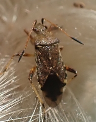 Heteroptera