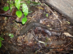 Desmognathus amphileucus