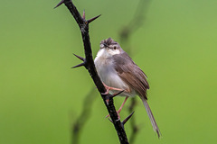 Prinia inornata