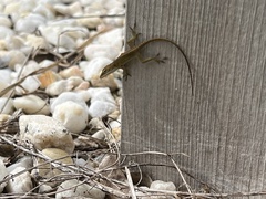 Anolis carolinensis