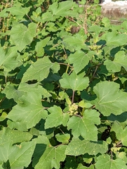 Xanthium orientale