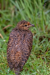 Ortygornis pondicerianus