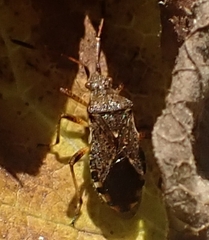 Heteroptera