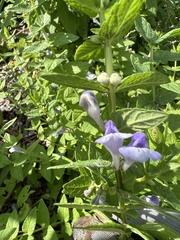 Scutellaria galericulata