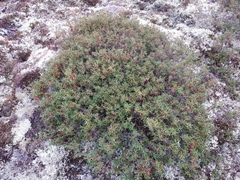 Rhododendron tomentosum