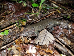 Desmognathus amphileucus