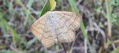 Sterrhinae