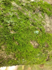 Tortula muralis