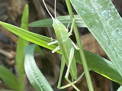 Neoconocephalus