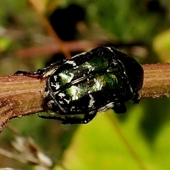 Protaetia cuprea