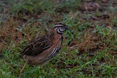 Coturnix coromandelica