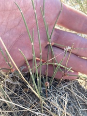 Ephedra distachya