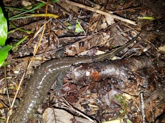 Desmognathus amphileucus