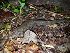 Desmognathus amphileucus