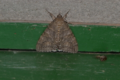Catocala nupta